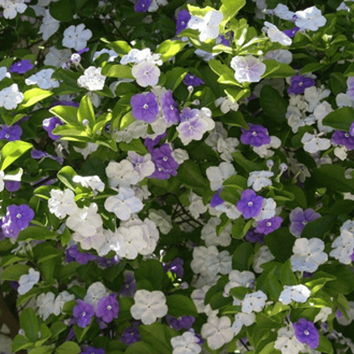 Diamelo Arbusto Ornamental Perfumado 2