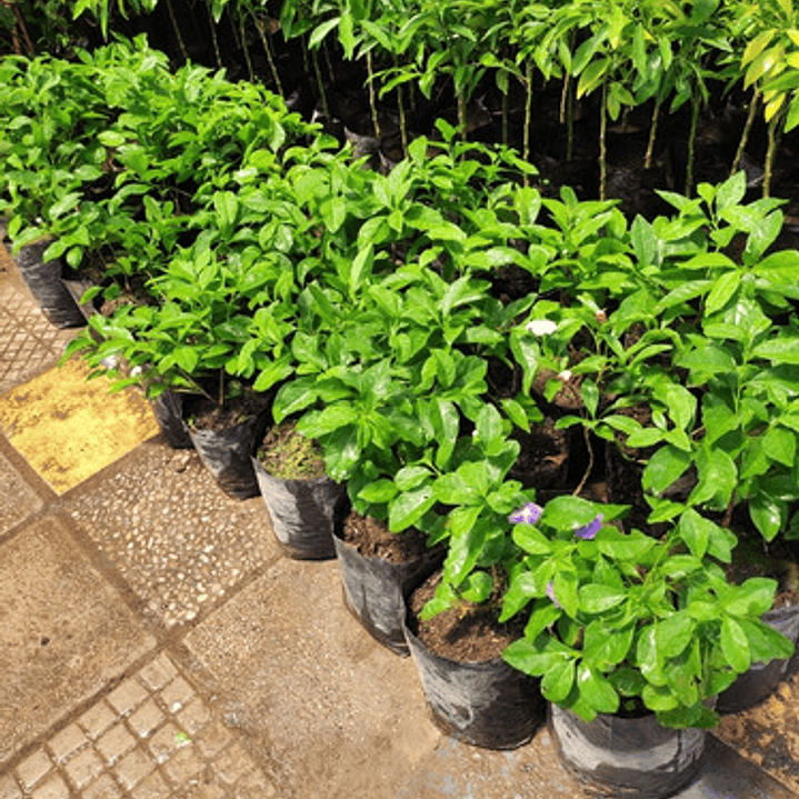 Diamelo Arbusto Ornamental Perfumado 4