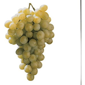 Parra De Uva Torontel Árbol Frutal Injertado