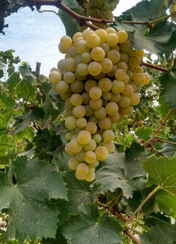 Parra De Uva Torontel Árbol Frutal Injertado 2
