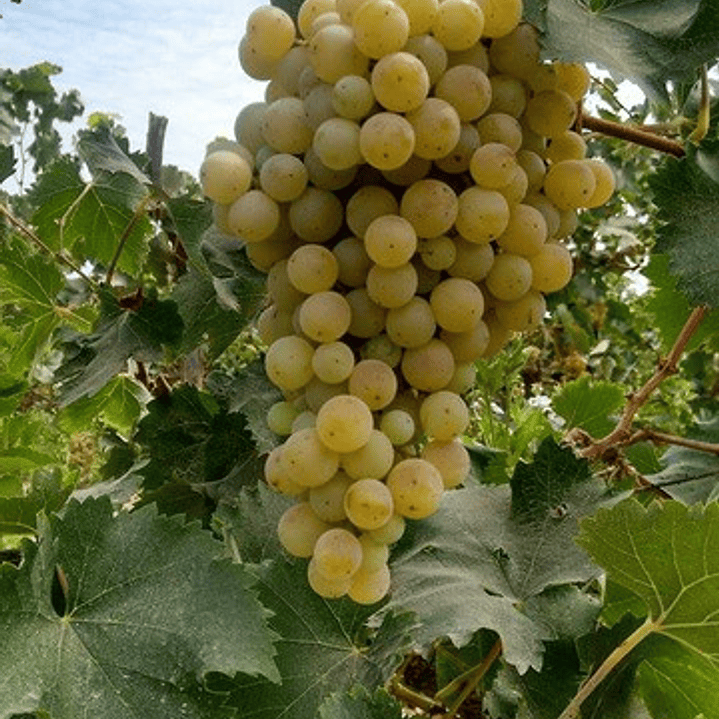 Parra De Uva Torontel Árbol Frutal Injertado 2