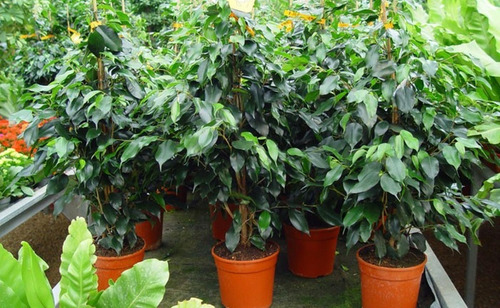 Ficus Benjamina M Planta Interior  1