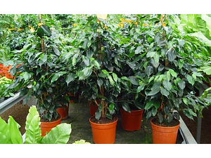 Ficus Benjamina M Planta Interior 
