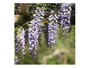 Flor De La Pluma Pequeña Wisteria Arbusto Trepador