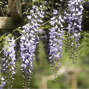 Flor De La Pluma Pequeña Wisteria Arbusto Trepador