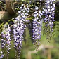 Flor De La Pluma Pequeña Wisteria Arbusto Trepador - Miniatura 2