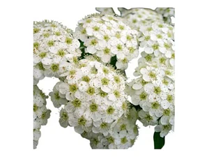 Corona Del Poeta Arbusto Ornamental