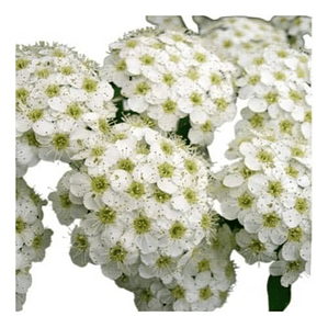 Corona Del Poeta Arbusto Ornamental