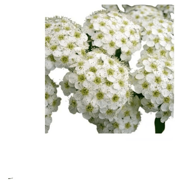 Corona Del Poeta Arbusto Ornamental 2