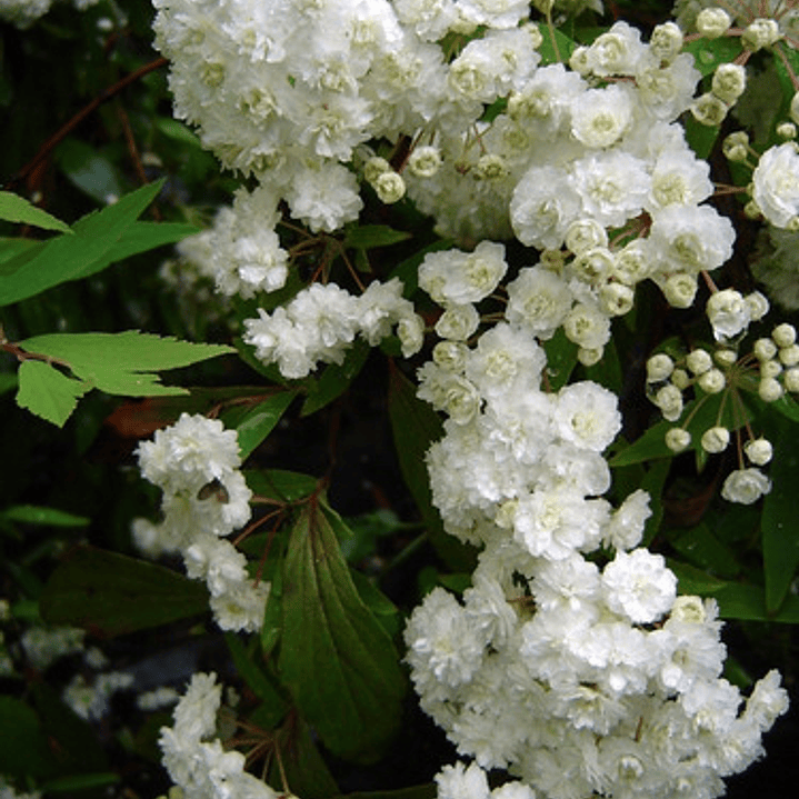 Corona Del Poeta Arbusto Ornamental 3