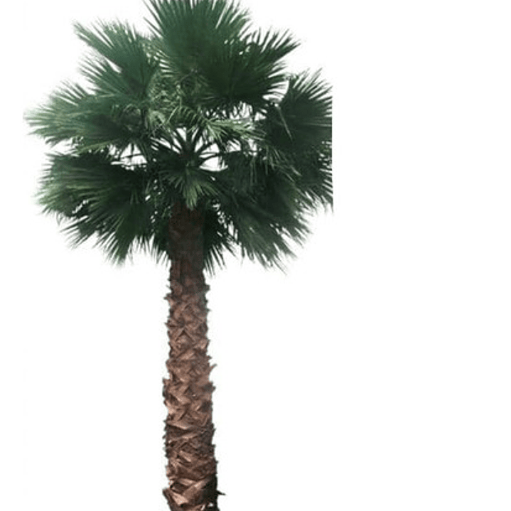 Palmera Washingtonia Pequeña Árbol Ornamental 1