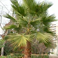 Palmera Washingtonia Pequeña Árbol Ornamental - Miniatura 2