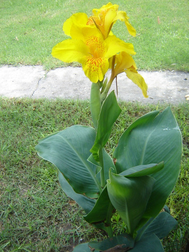 Achira Amarilla Canna Glauca Flor Planta Ornamental  1