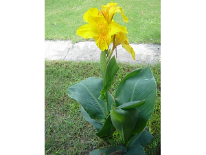 Achira Amarilla Canna Glauca Flor Planta Ornamental 