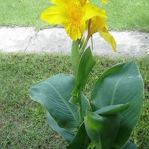 Achira Amarilla Canna Glauca Flor Planta Ornamental 