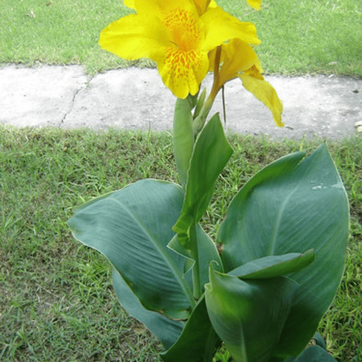 Achira Amarilla Canna Glauca Flor Planta Ornamental  1