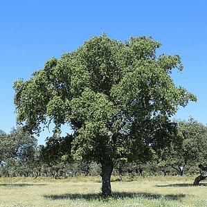 Alcornoque Grande 3 M Árbol Ornamental Corcho Quercus Suber