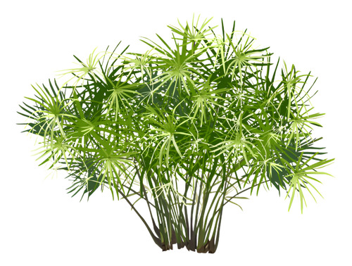Papiro Egipcio Grande Planta Ornamental 1