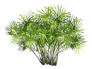 Papiro Egipcio Grande Planta Ornamental