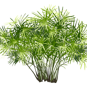 Papiro Egipcio Grande Planta Ornamental