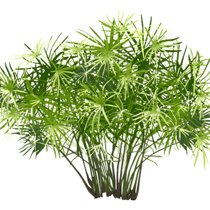 Papiro Egipcio Grande Planta Ornamental 1