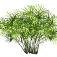 Papiro Egipcio Grande Planta Ornamental - Miniatura 1
