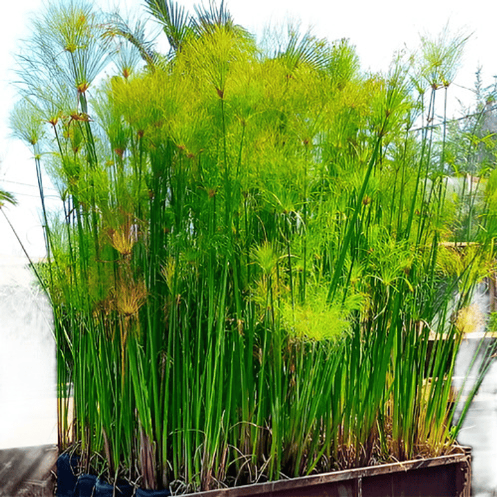 Papiro Egipcio Grande Planta Ornamental 3