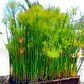 Papiro Egipcio Grande Planta Ornamental - Miniatura 3