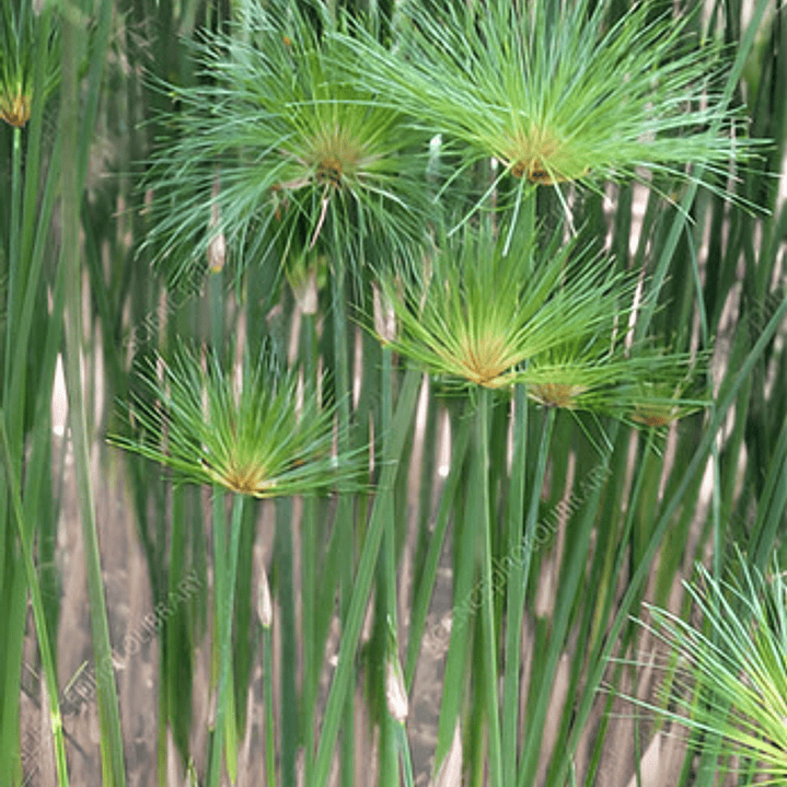 Papiro Egipcio Grande Planta Ornamental 2