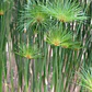Papiro Egipcio Grande Planta Ornamental - Miniatura 2