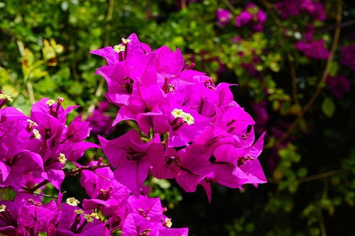 Bougainvillea Bugamvilia Fuscia Trepadora Ornamental 1