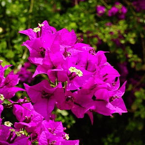 Bougainvillea Bugamvilia Fuscia Trepadora Ornamental