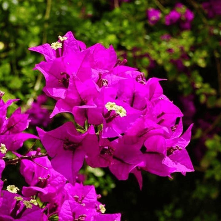 Bougainvillea Bugamvilia Fuscia Trepadora Ornamental 1