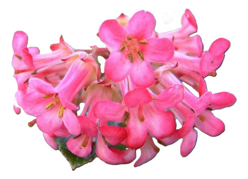 Escallonia Rubra Escalonia Siete Camisas Arbusto Ornamental 1