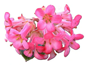Escallonia Rubra Escalonia Siete Camisas Arbusto Ornamental