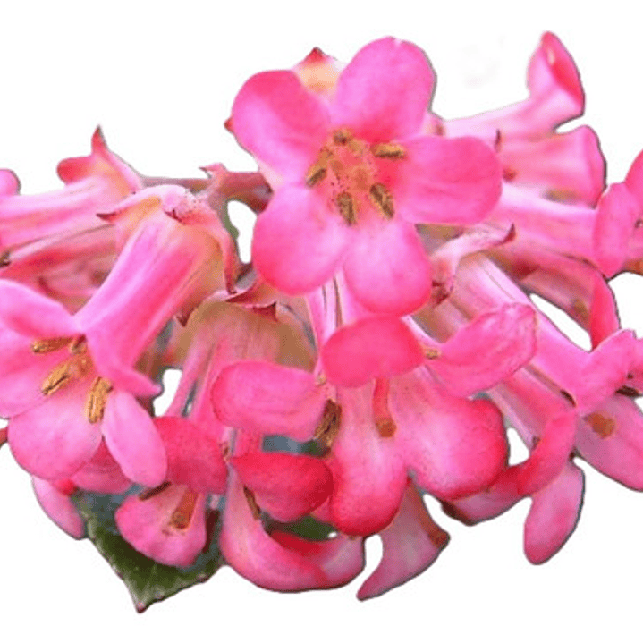 Escallonia Rubra Escalonia Siete Camisas Arbusto Ornamental 1