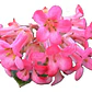 Escallonia Rubra Escalonia Siete Camisas Arbusto Ornamental - Miniatura 1
