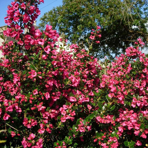 Escallonia Rubra Escalonia Siete Camisas Arbusto Ornamental 2