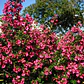 Escallonia Rubra Escalonia Siete Camisas Arbusto Ornamental - Miniatura 2