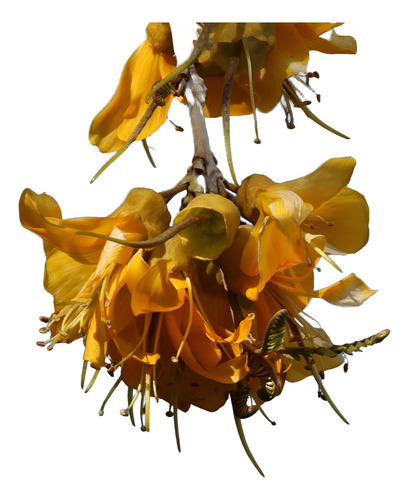 Pelu Pelu Sophora Cassioides Árbol Nativo Ornamental 1