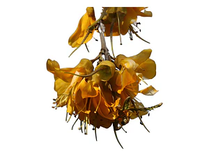 Pelu Pelu Sophora Cassioides Árbol Nativo Ornamental