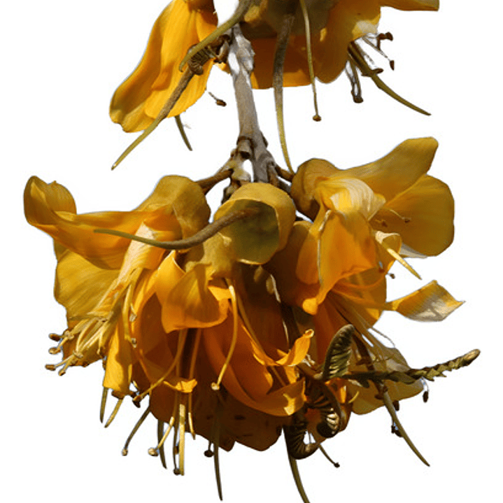 Pelu Pelu Sophora Cassioides Árbol Nativo Ornamental 1