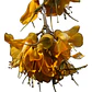Pelu Pelu Sophora Cassioides Árbol Nativo Ornamental - Miniatura 1