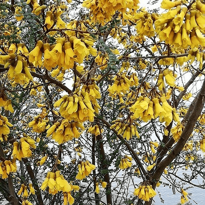 Pelu Pelu Sophora Cassioides Árbol Nativo Ornamental 2