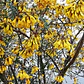 Pelu Pelu Sophora Cassioides Árbol Nativo Ornamental - Miniatura 2