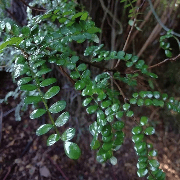 Pelu Pelu Sophora Cassioides Árbol Nativo Ornamental 3