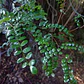 Pelu Pelu Sophora Cassioides Árbol Nativo Ornamental - Miniatura 3
