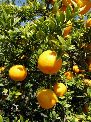 Chinotto / Citrus Myrtifolia / Naranjo Moruno Enano Frutal 1