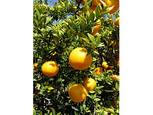 Chinotto / Citrus Myrtifolia / Naranjo Moruno Enano Frutal