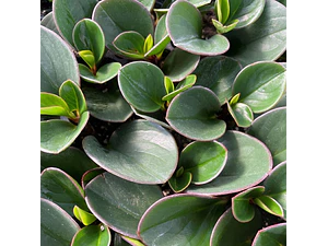  Peperomia Obtusifolia Planta Interior